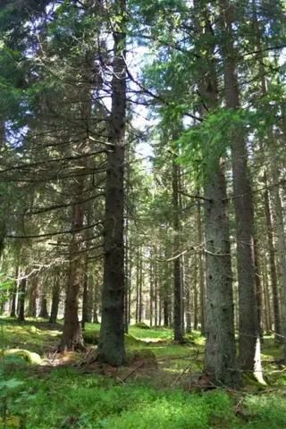 Varggropen i Väghyltan