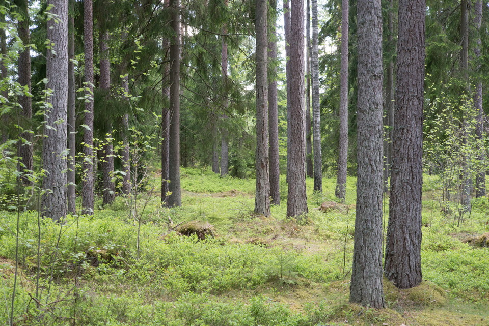 Tall och blåbärsris