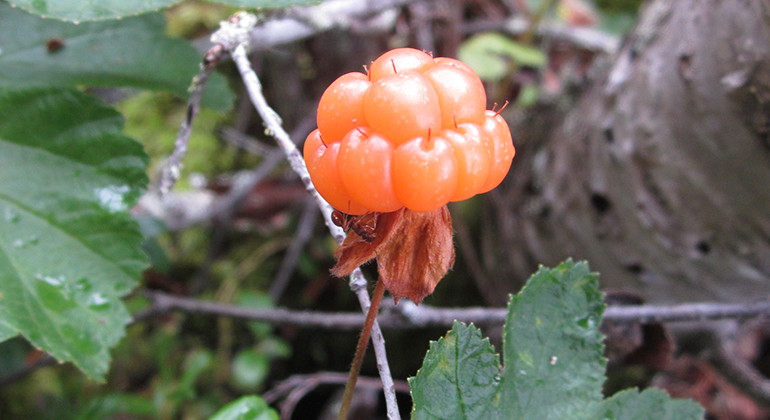 Hjortron växer i naturreservatet Svanträsk.