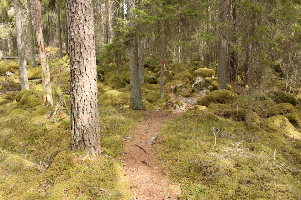 En smal skogsstig leder ner till ett blockrikt område i tät skog. På en trädstam finns en röd stigmarkering.