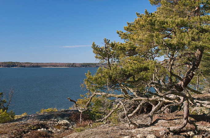 På en stenhäll vid vattnet växer en mycket knotig tall. I bakgrunden finns det skog. 