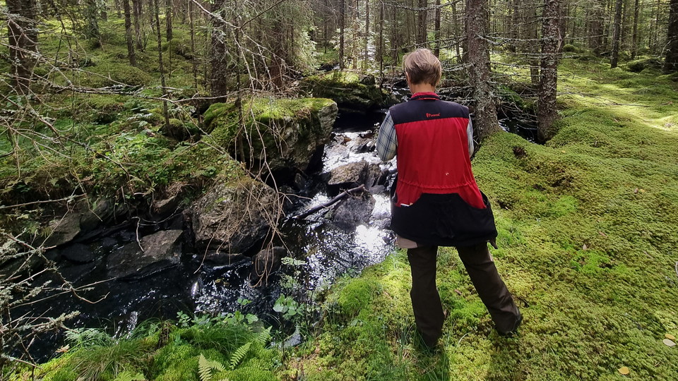 Mörttjärnsbäcken