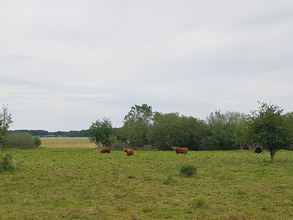 Sjöängen utmed Abborrestigen mot Abborrberget.