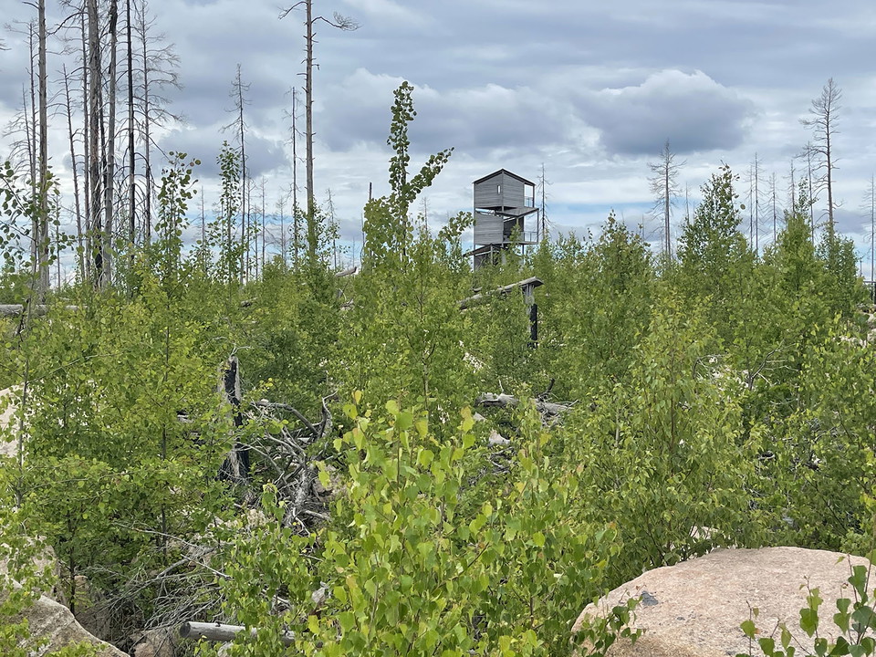 En hög träbyggnad på avstånd bland tät lövsly och enstaka döda höra trädstammar. 