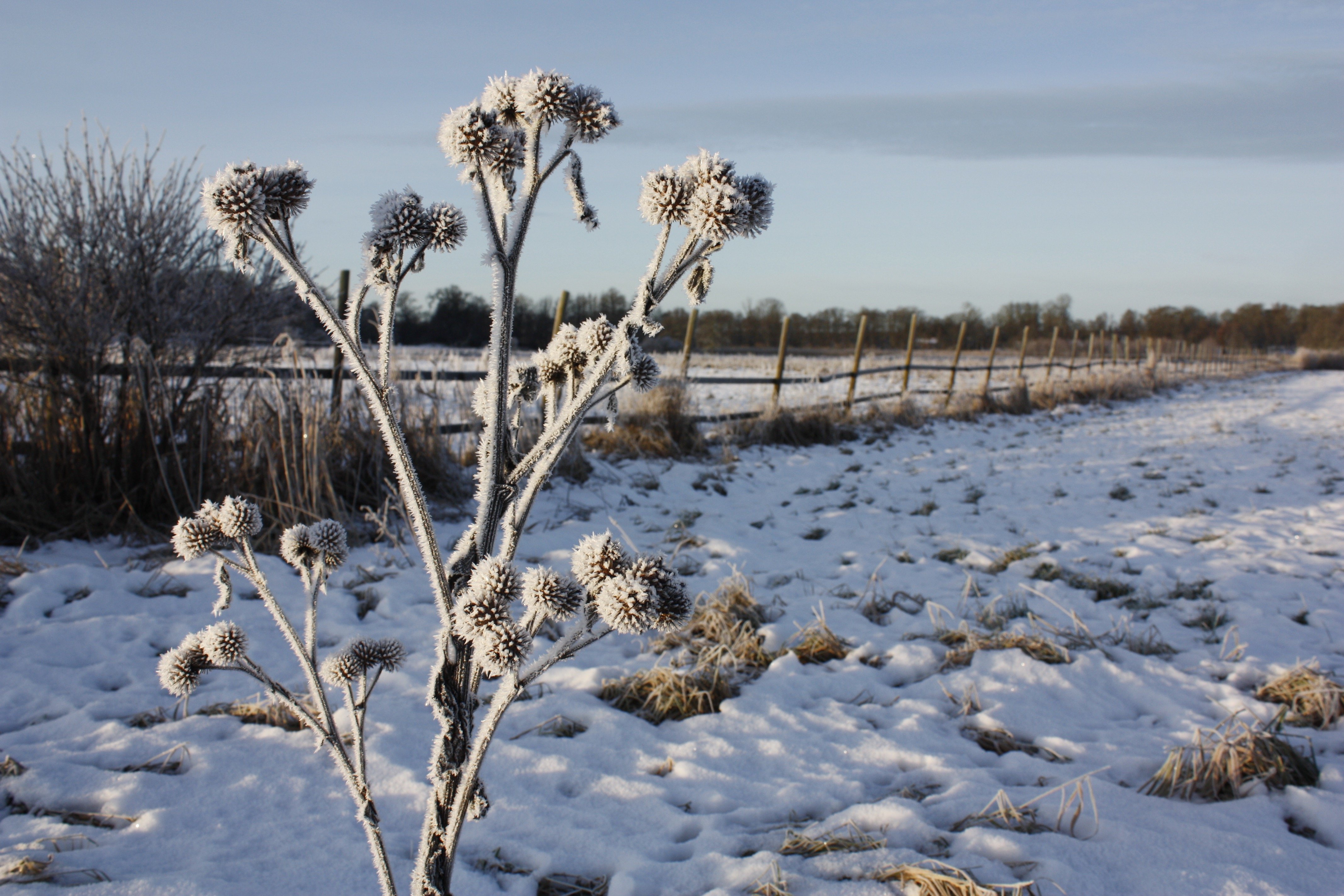 Närbild på en taggig tistel som är täckt av frost. Det ligger snö på marken och i bakgrunden syns ett trästaket mellan två hagar. 