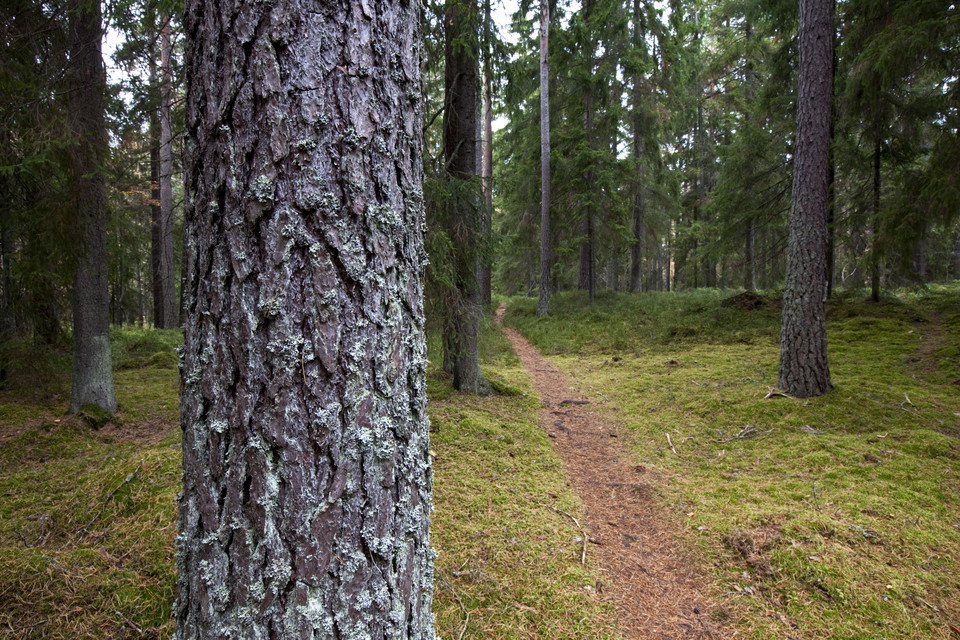 Foto: Torbjörn Arvidson