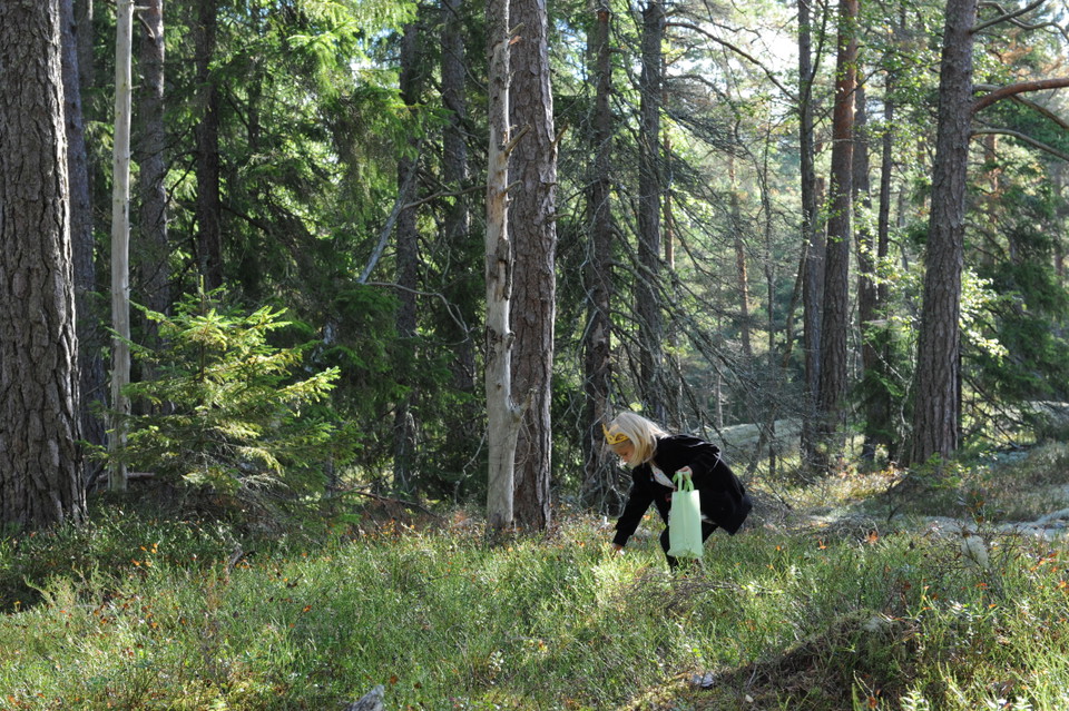 Skogen är välbesökt och rik på svamp och bär.