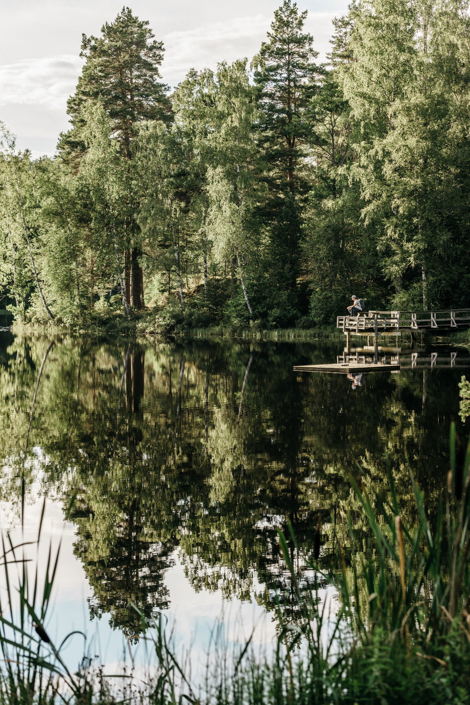 Sjö och skog