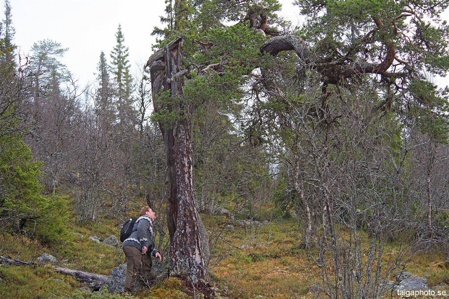 Gammelskogen på Gråsidans västsluttning.