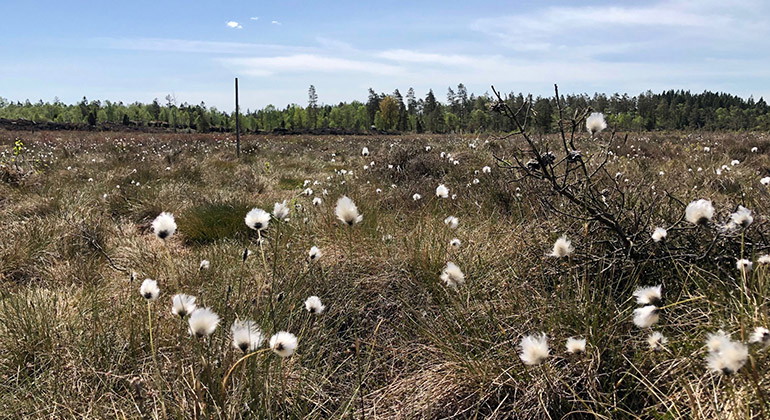 vita blommor i gräset