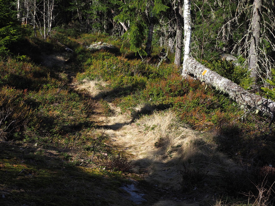 Stagg är ett gräs som är typiskt längs gamla fäbodstigar
