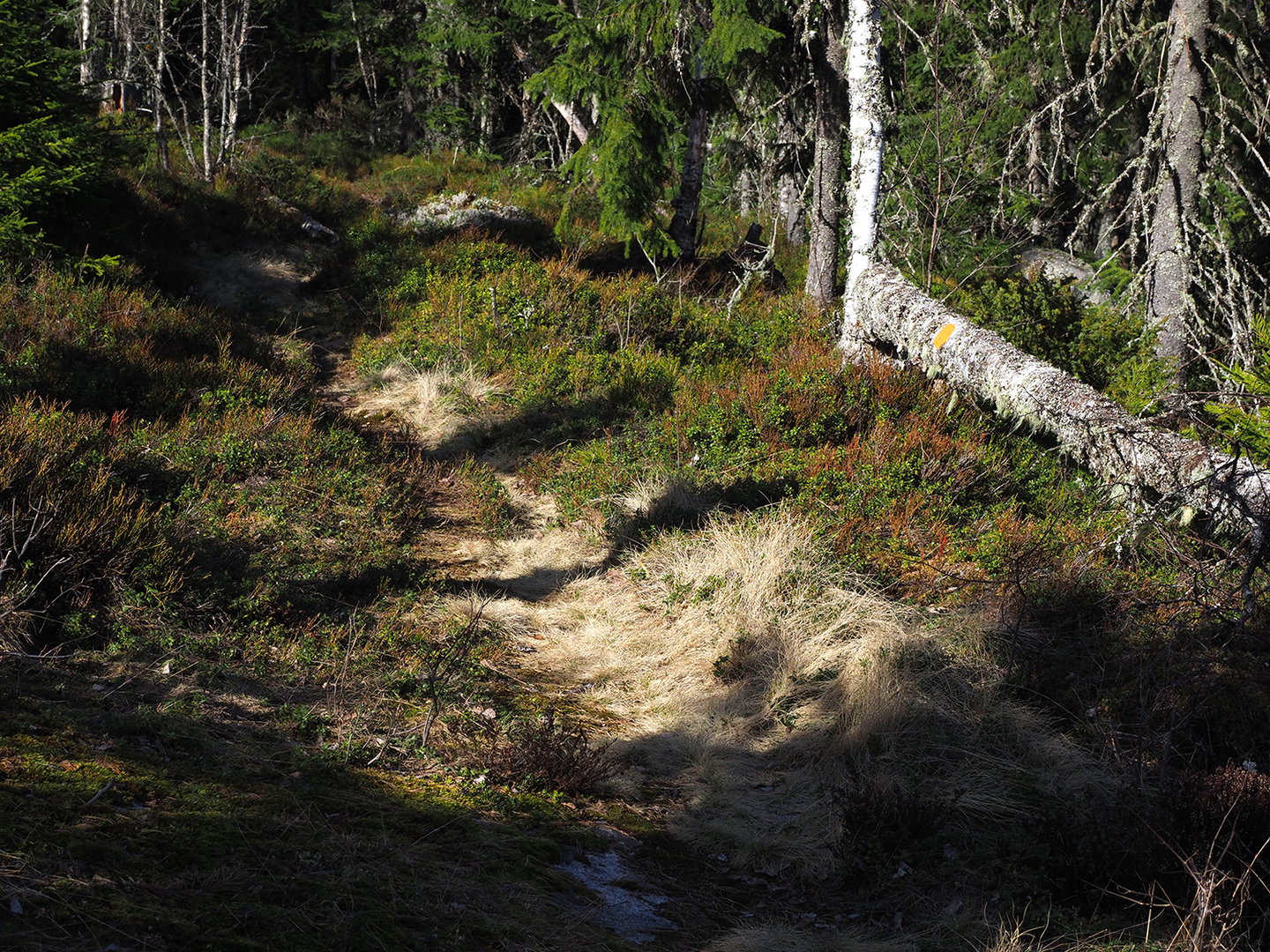 Stagg är ett gräs som är typiskt längs gamla fäbodstigar