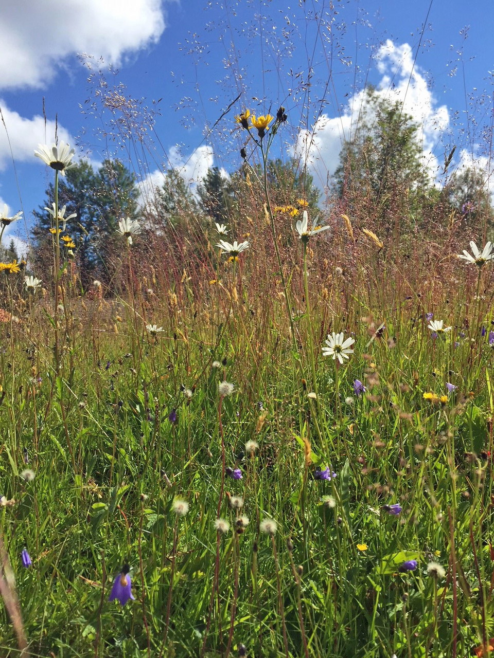 Blomsteräng i Faxberg