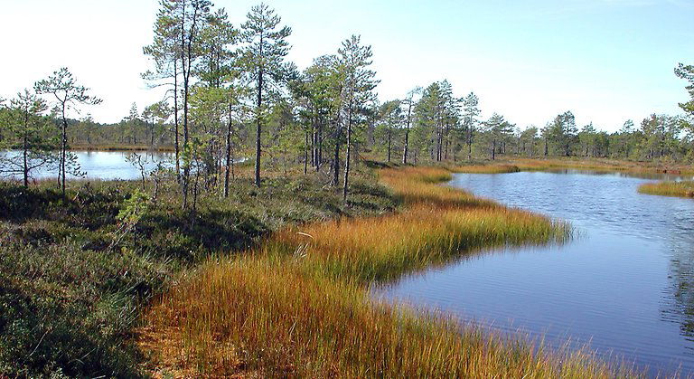 Högmossen i reservatets västra del och den mindre mossen Gnagmur i öster är två av länets finaste högmossar. Foto Mats Norin