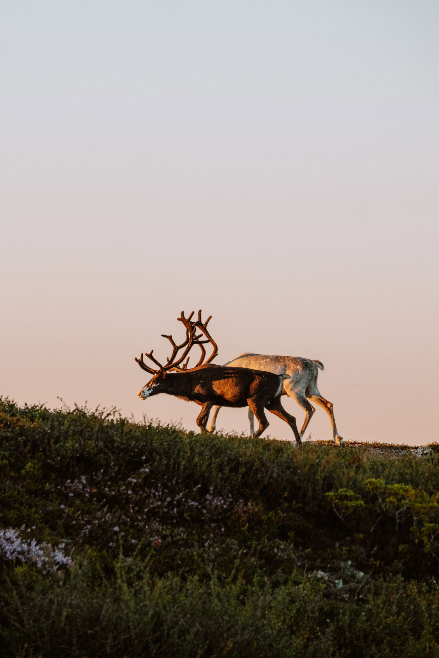 Renar på fjället