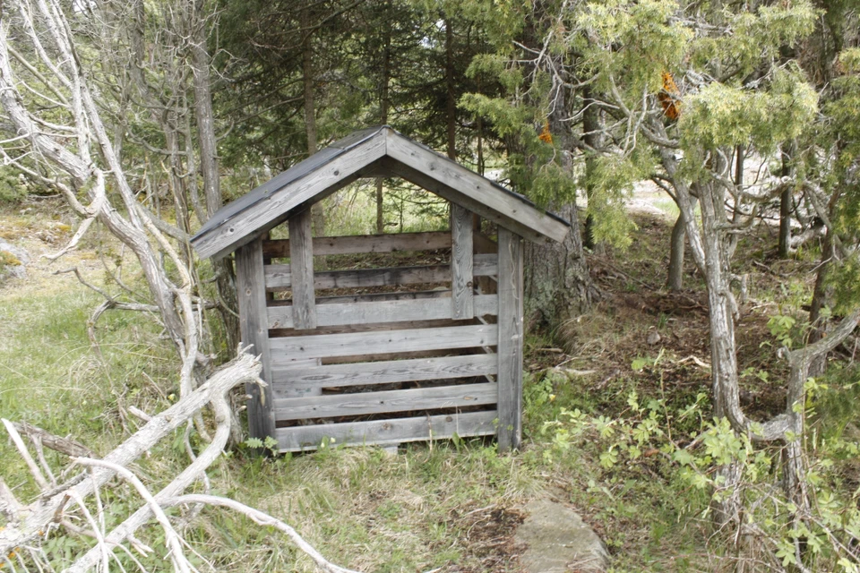 Ett vedförråd med tak står i skogen med träd runtomkring sig.