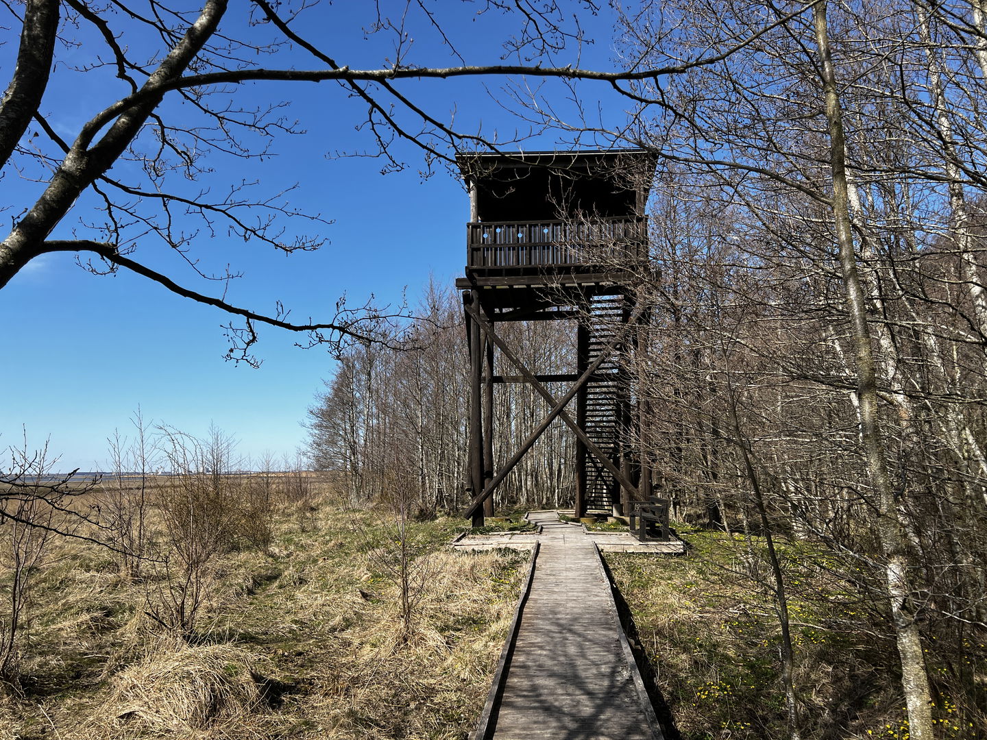 Spång som leder fram till fågeltorn
