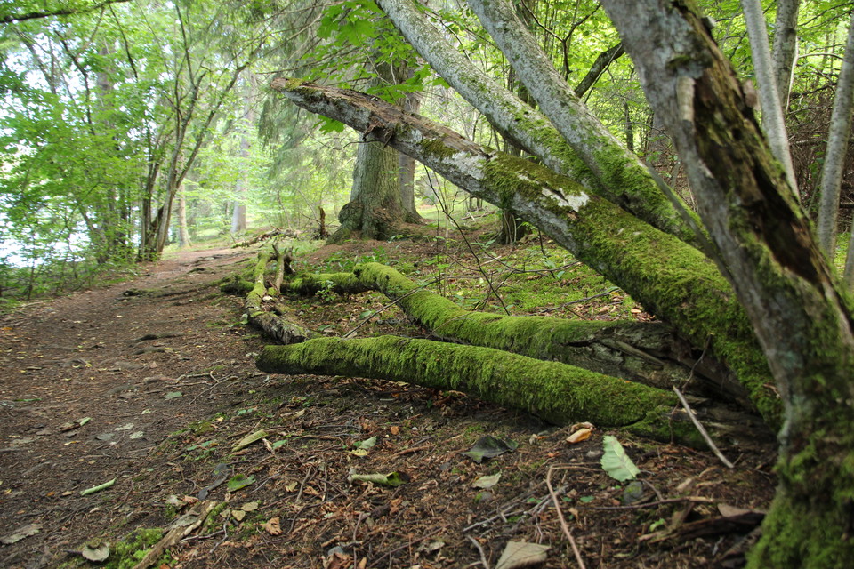 I skogen finns mycket död ved.