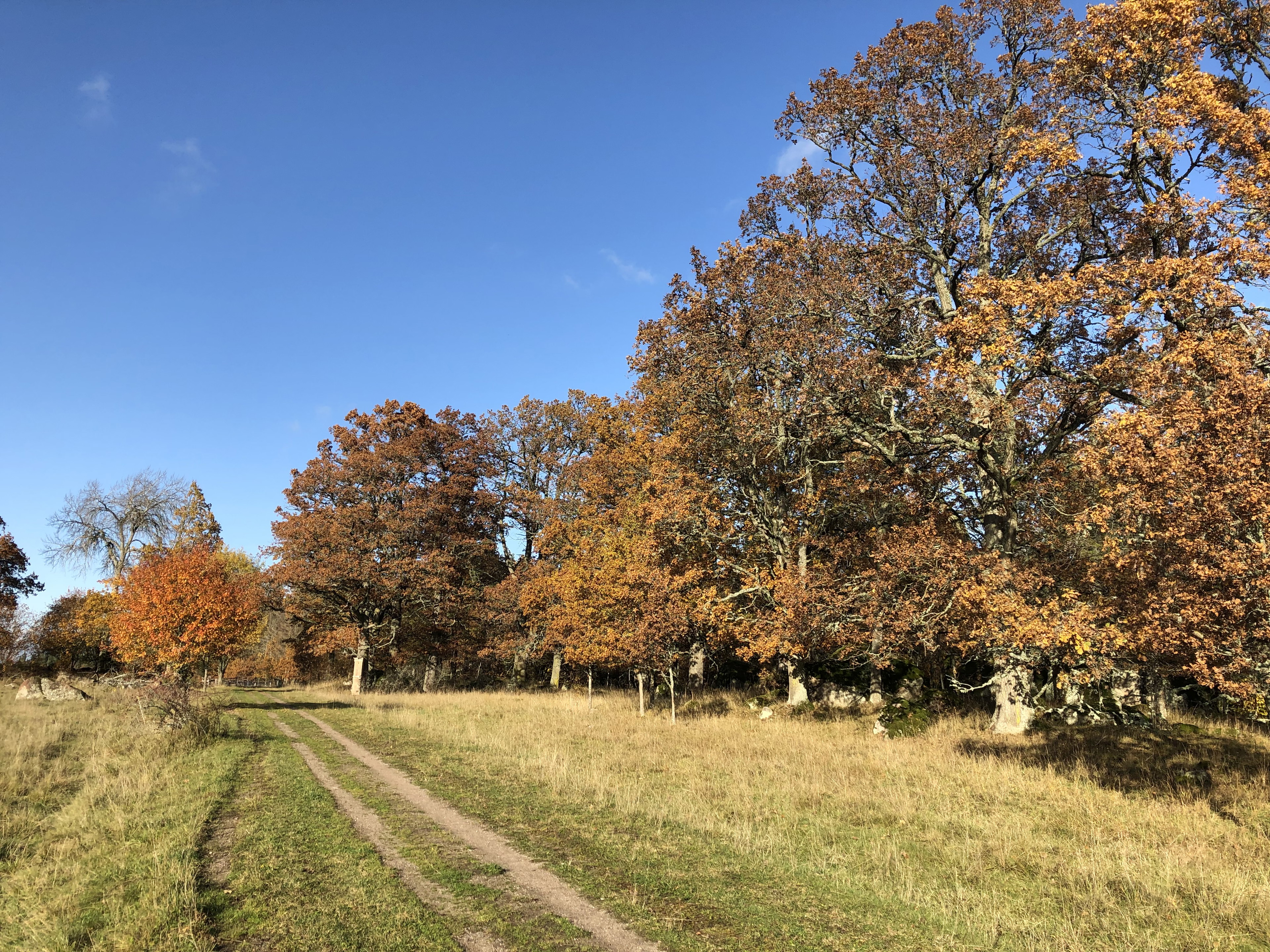 Höstfärger på Tinnerö