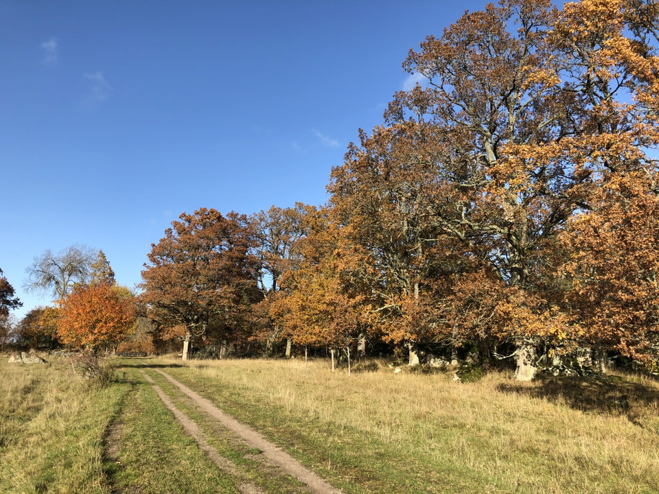 Höstfärger på Tinnerö