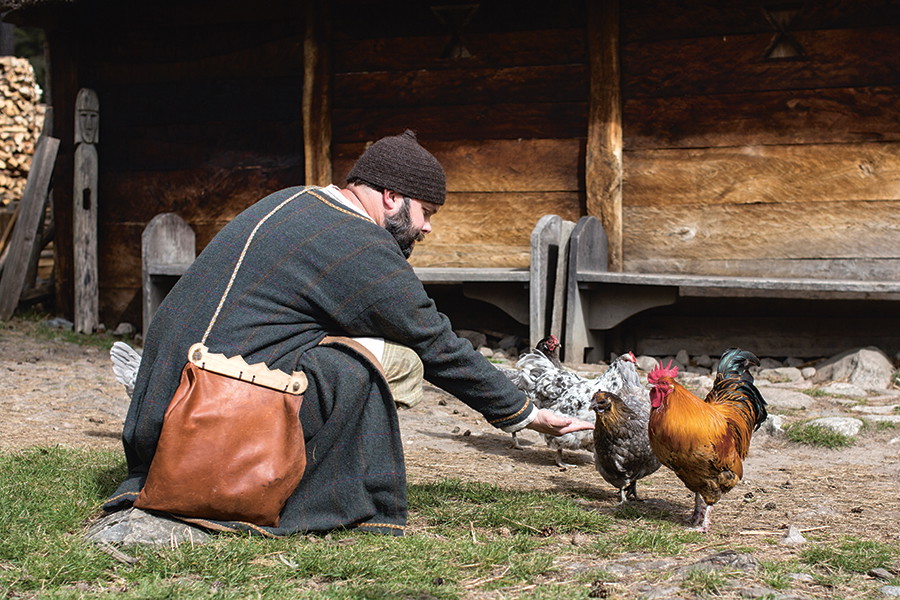 En man i historiska kläder matar hönor. Foto: Bo Svensson