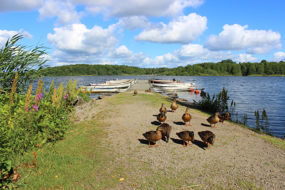 Sjöfågelliv