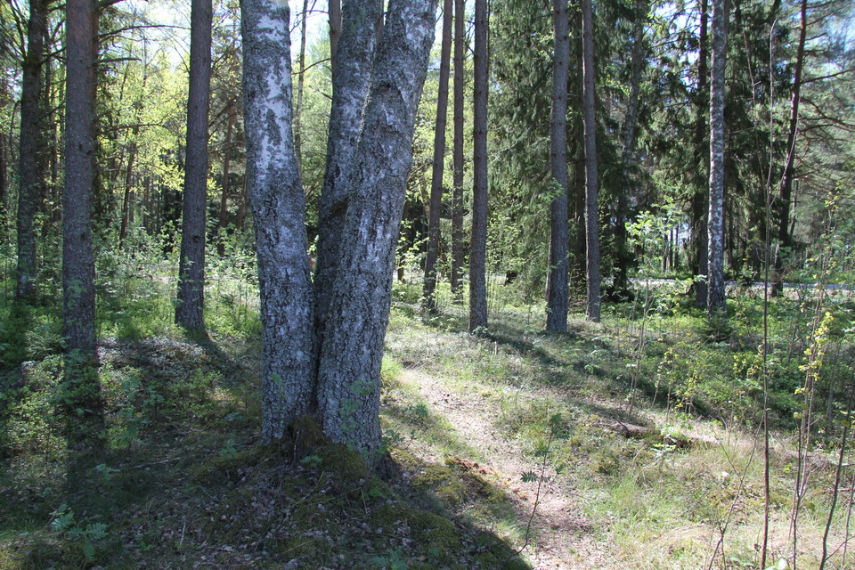 Tre björkar som växt ihop nere vid stammen.