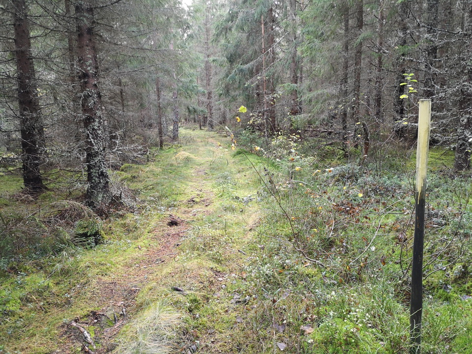 Längs med leden