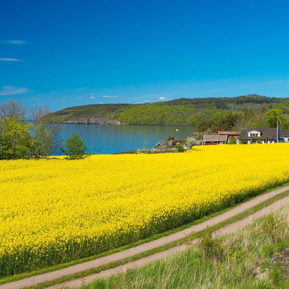 Omberg med rapsfält framför