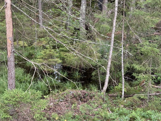 Hårskärrmossen