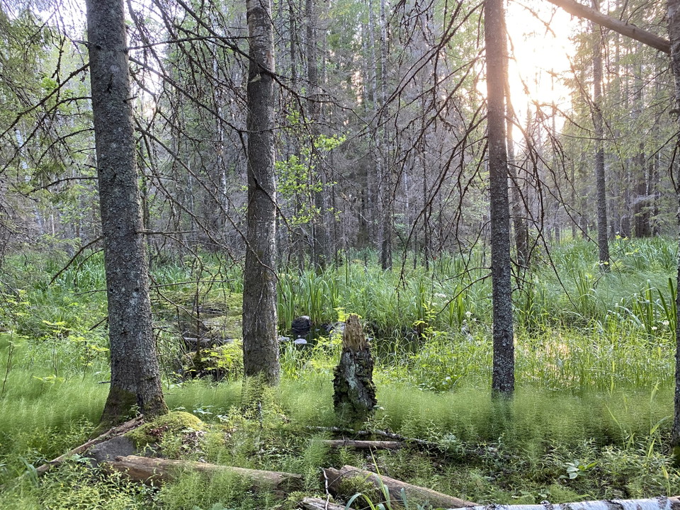 Natur Gästrikeleden
