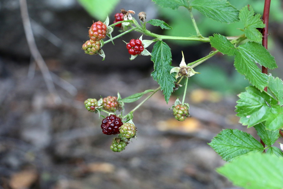 Halvmogna björnbär på en buske.