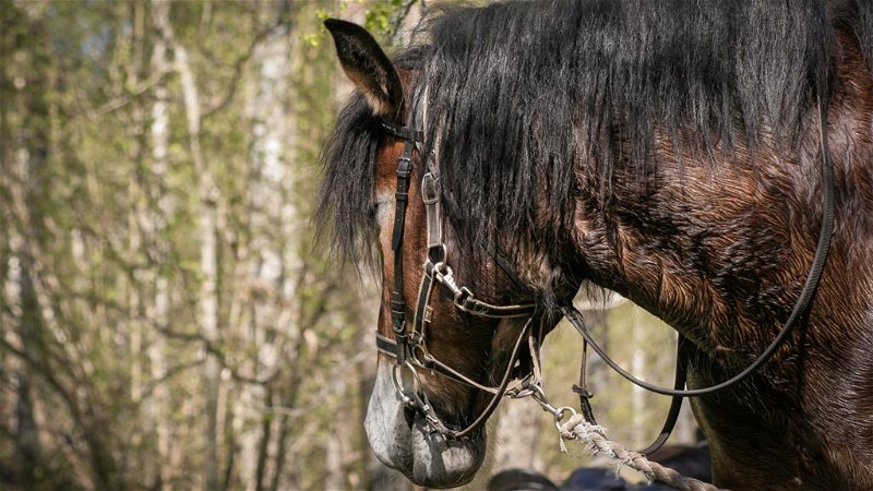Horseback riding trails Tiveden