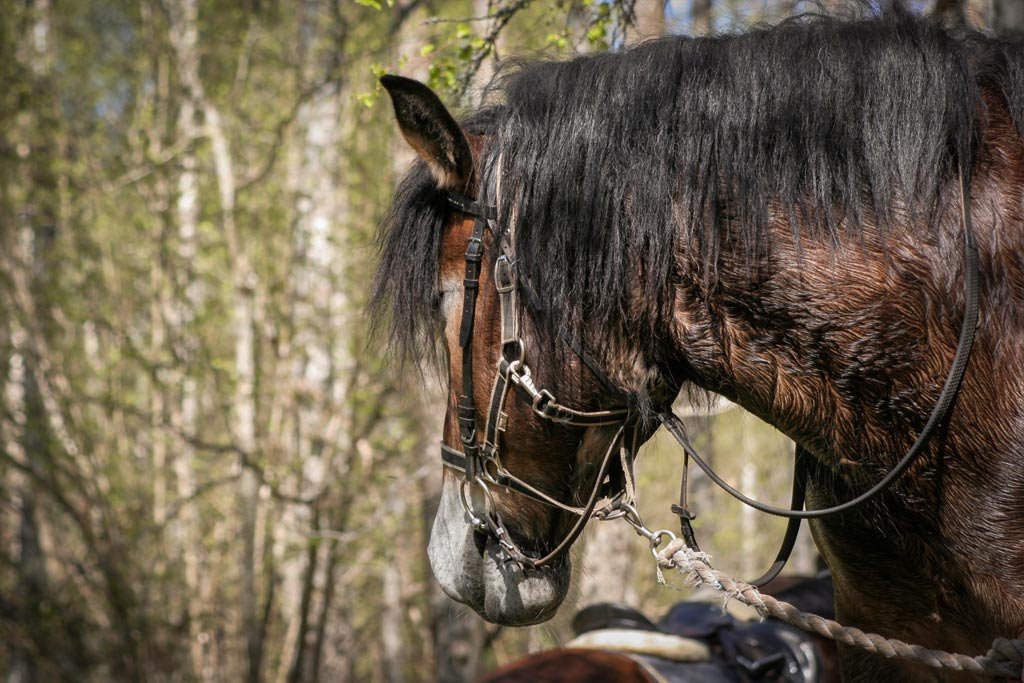 Horseback riding trails Tiveden
