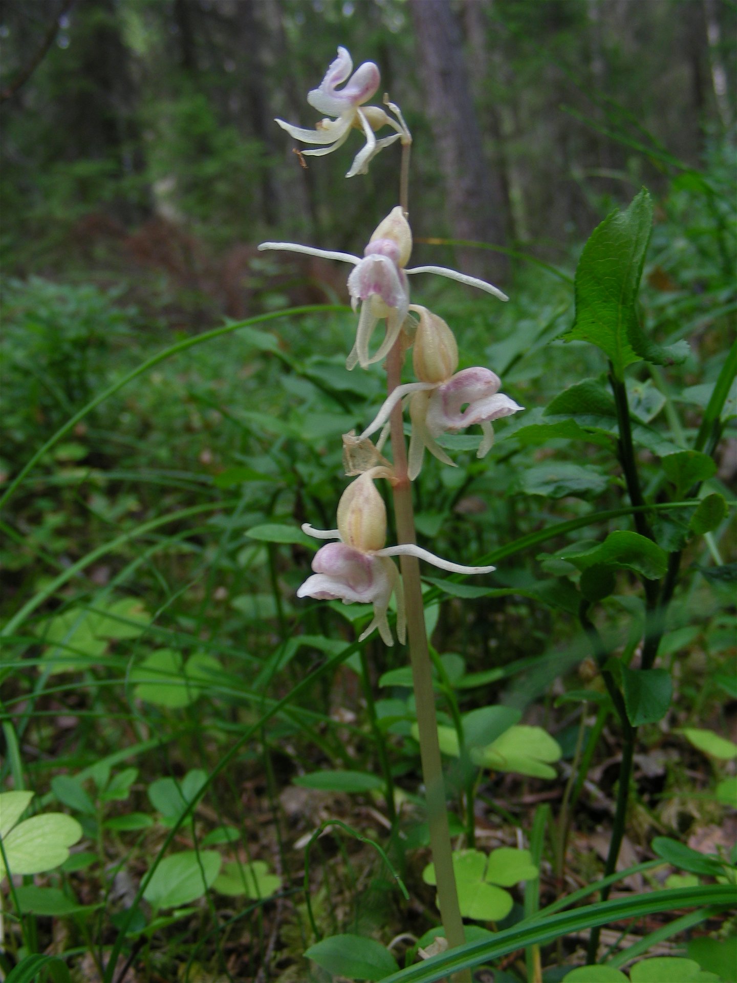 Bild på orkidén skogsfru