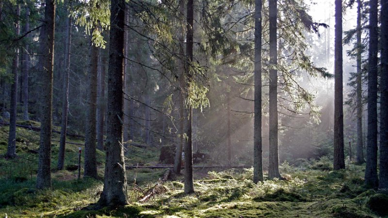 Skogens lugn