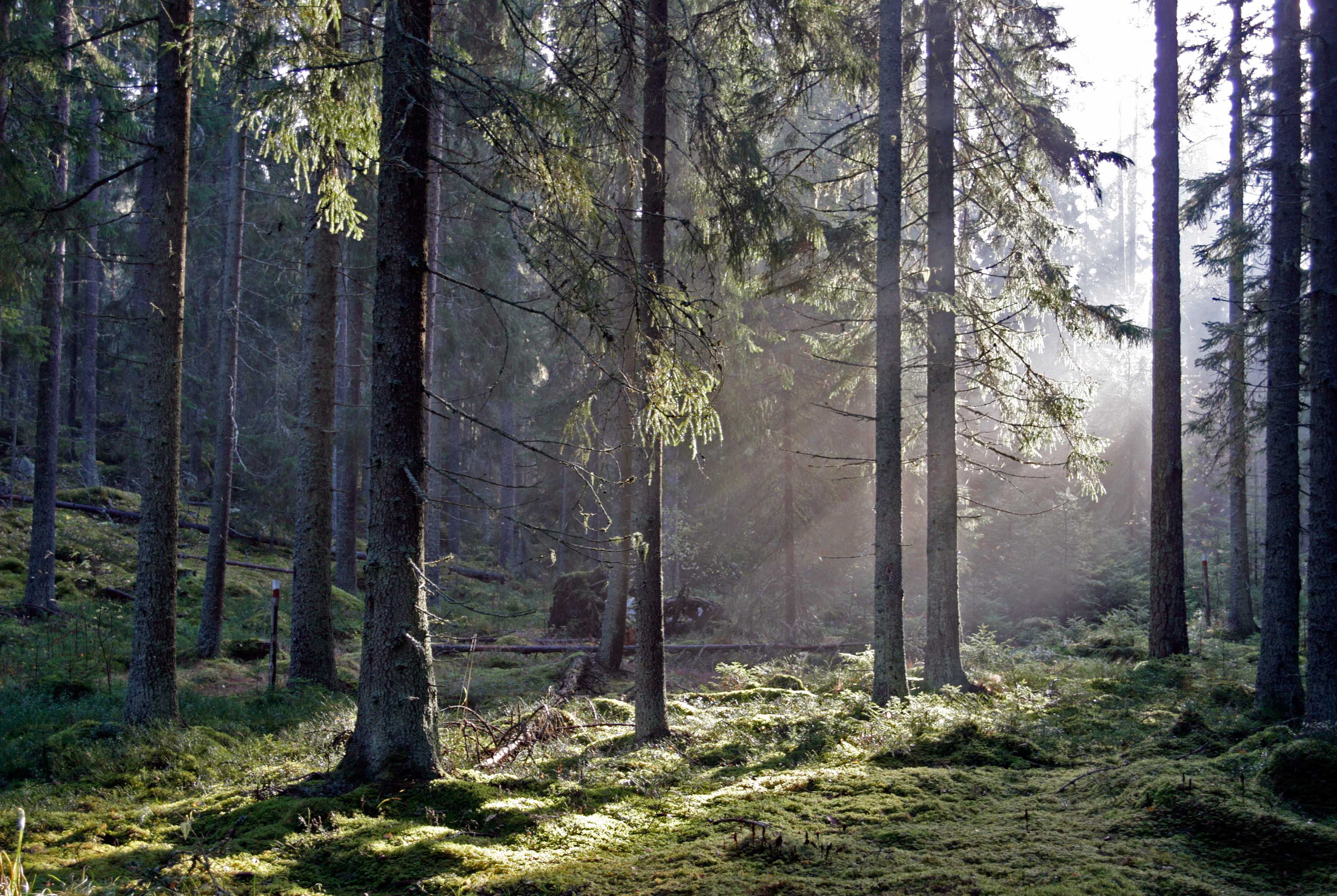Skogens lugn
