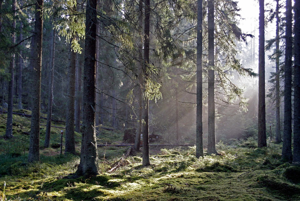 Skogens lugn