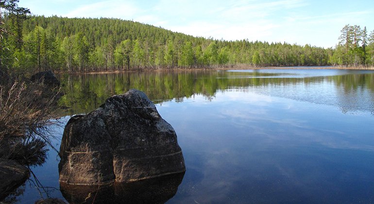 Vy över Grundträsket i Mossavikbergets naturreservat.