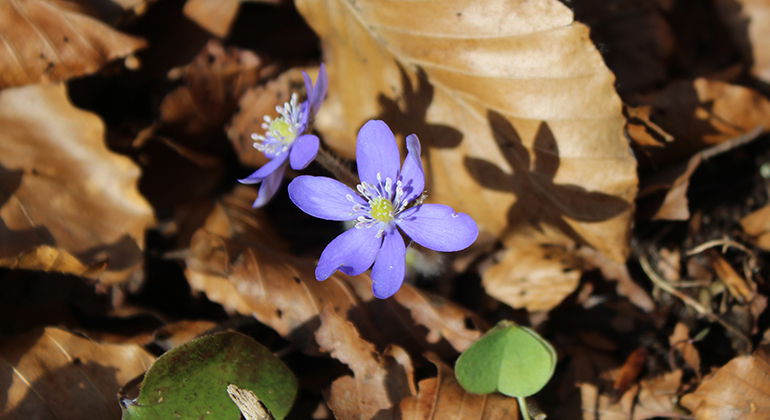 Under den tidiga våren blommar blåsipporna i Södra Hultarp.