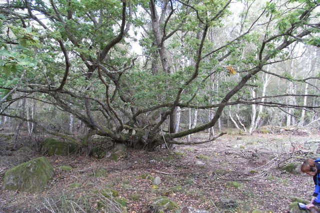 Utlängan Skottskogen