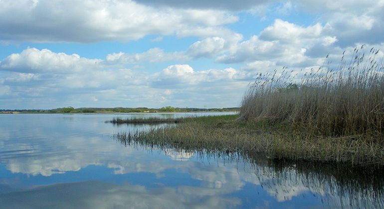 Vassruggar vid Hammarsjön.