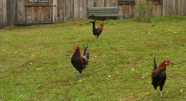 Höns.