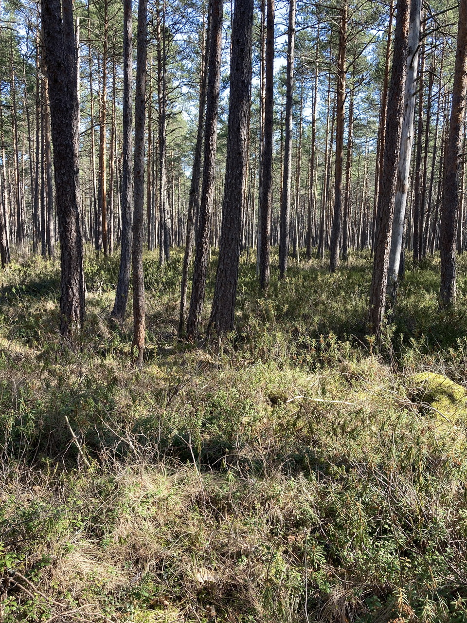 Björkviksmossens naturreservat