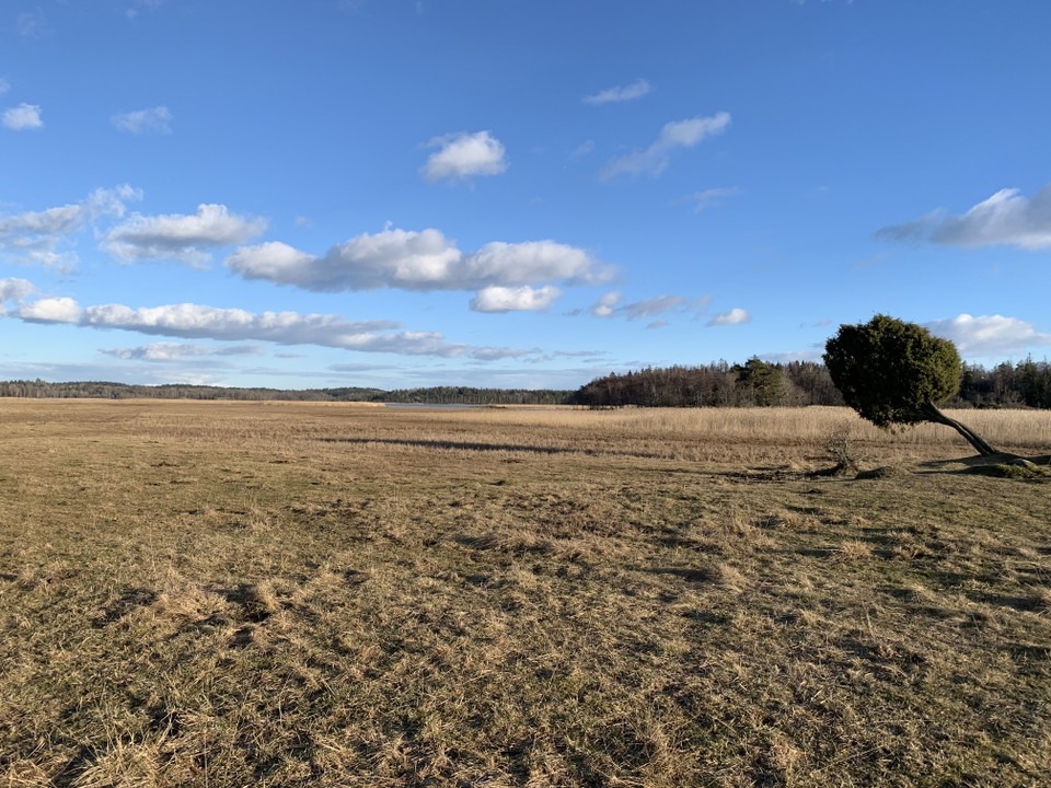 Utsikt över strandängarna, från rastplatsen. 