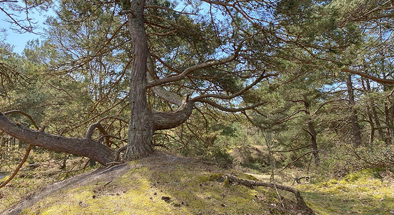 Tallskog.