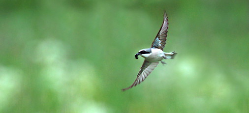 Orlången - vackert kulturlandskap med ett rikt fågelliv