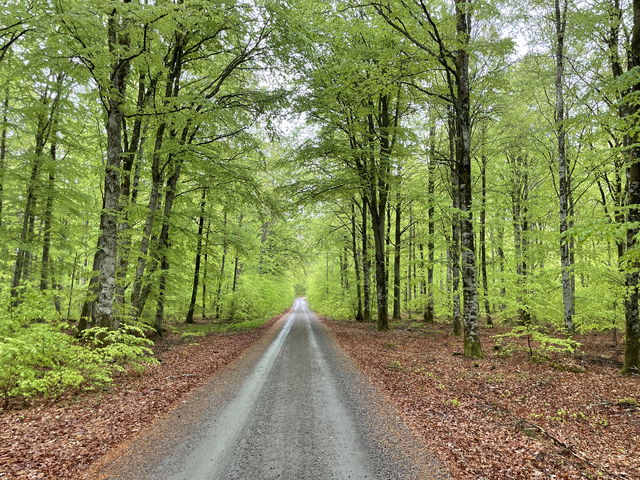 Bokskogen vid Grimsgöl