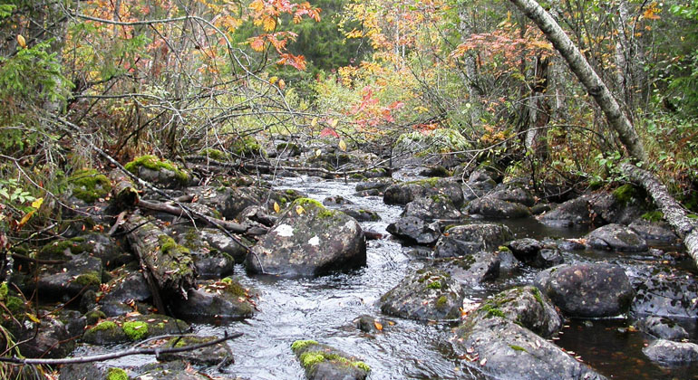 Bodsjöån ibland stenar och lövskog.