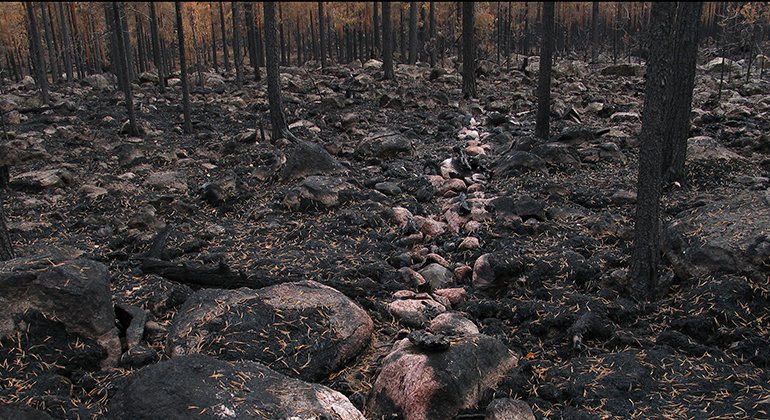Bränd mark efter den stora skogsbranden 2006. 